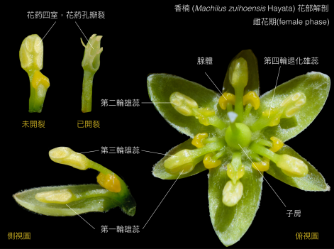 圖一、香楠花部構造，雌花期